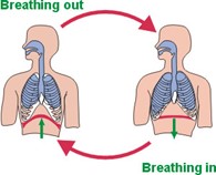 breathing in and out - ezbreathe