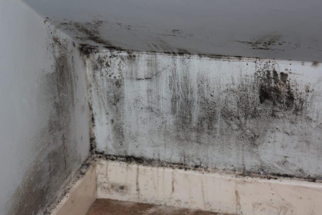 Expert Techniques for the Safe Eradication of Black Mold in Basements